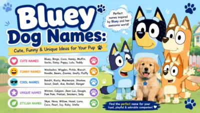 Bluey dog names with cute, funny, cool, unique, and stylish ideas for puppies