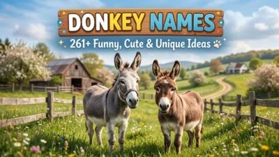 Donkey Names: 261+ Funny, Cute & Unique Ideas